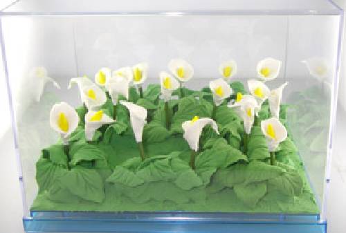 Q-F59海芋錦簇+壓克力盒