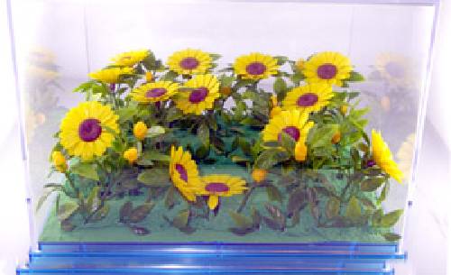 Q-F60太陽花錦簇+壓克力盒